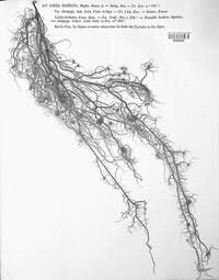 Usnea barbata image
